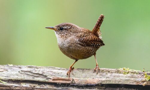 Experts say 5 gardening habits attract Japanese knotwee