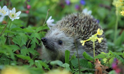UK gardeners urged to leave piles of sticks in garden as cold weather sets i