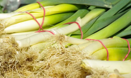 Is Tree Bark Bad for Dogs? Tips on Dog-Safe Gardenin