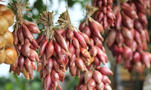 Structures to complete wellbeing community garde