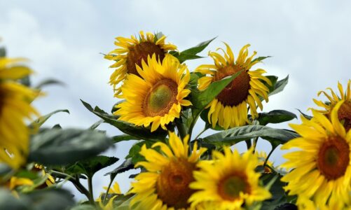 Gardener wrongly accused of school bomb threat after mix-up over Welsh accen