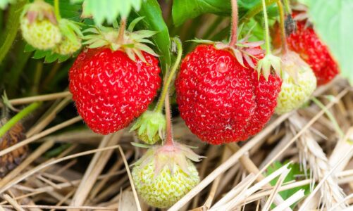 UK Gardeners Urged To Do 4 Tasks This Bank Holiday Weeken