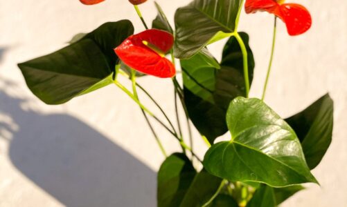 Compiling Match Statemen