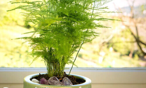 Gardeners urged to do one thing to protect plants as ‘autumn arrives early