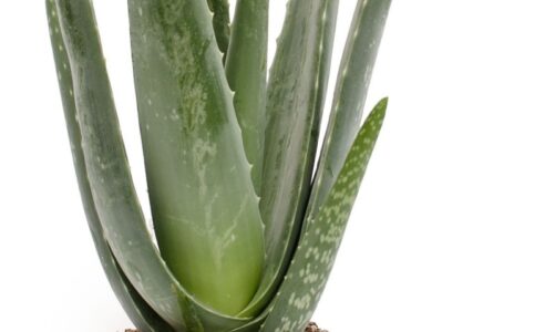 Best IKEA Products for Y