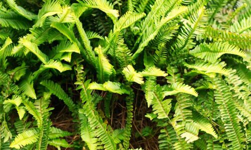 Horticulture push: Diver