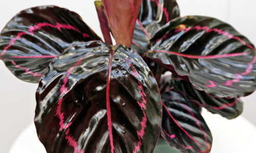 ‘How you get a tree to be 500 years old’: Bonsai artists have a thing for tiny trees – al