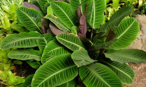 Former Michigan State ho