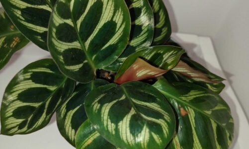 High school students get