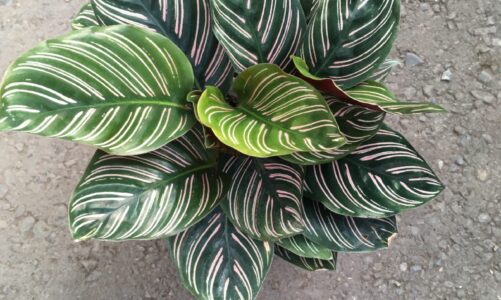 Yukon man grows pineappl