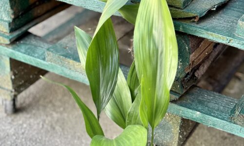 Celebrate 100 years of bonsai at Brooklyn Botanic Garden’s beautiful new exhibition – Time Out Worldwid