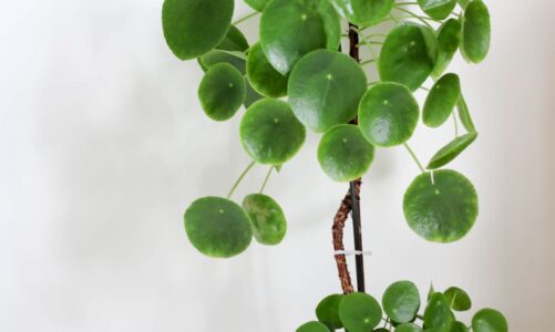 East Hawai‘i Master Gardeners 2026 Plant Sale &a ‘Ōhi‘a Love Festival – Hawaii Public Radi