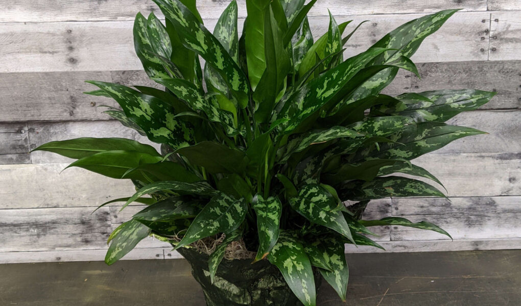 Norwich University of th