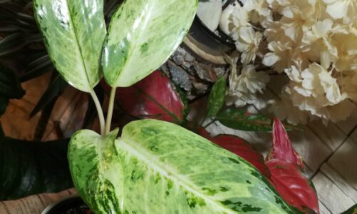 How South Korea’s Propos