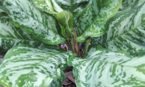 A look back at the White House Rose Garden as Trump’s paved makeover nears completion – AP New