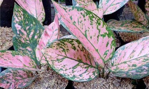 Valentine’s Day Gifts for Plant Lovers – Desert Botanical Garde