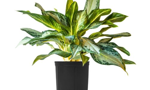 4 Reasons UK Gardeners Should Leave Autumn Leaves On The Groun