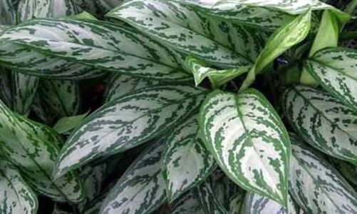 Government Corruption Ex