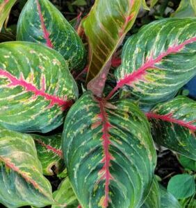 Keep Hardin County Beaut