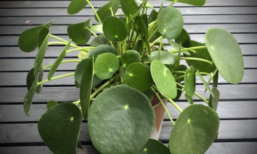 26 Small Pools for Small