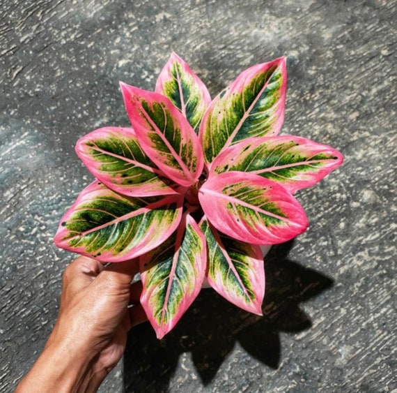 These are my top 15 favo