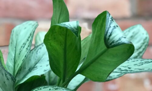 Introducing Two Good Gardener