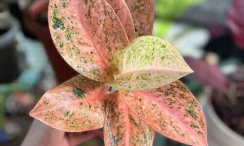 UK Gardeners Told To Plant These Now For Happy Bees In Sprin