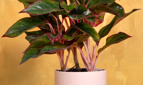 BBC Gardeners’ World fans distraught over tragic cancer new