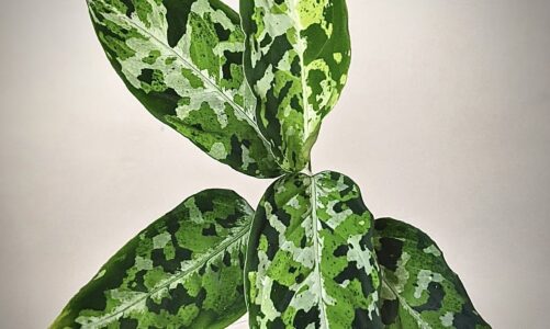 US releases new heart di