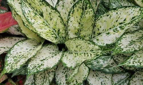 UK Gardeners Urged To Start These Key August Tasks No