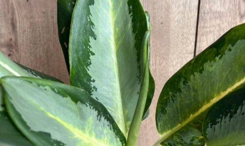 Congestion Starts Formin