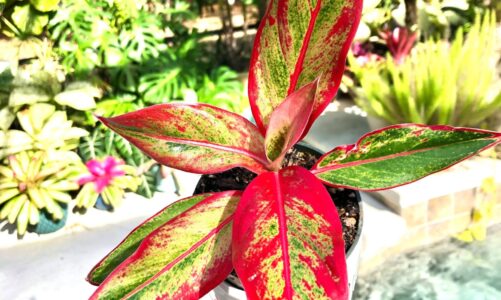 Gardeners told ‘pick up fruit’ to avoid disease and pest