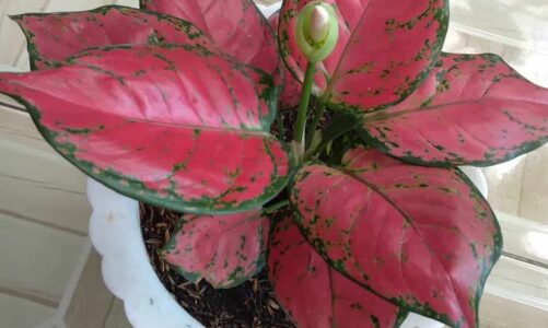 CFO-CEO duos share their