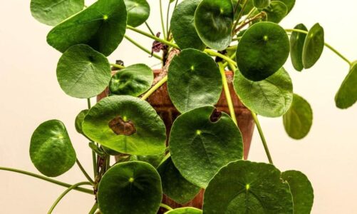 LIVE REVIEW: STILL HOUSE PLANTS – THE WHITE HOTEL 17/04/2024 – silentradio