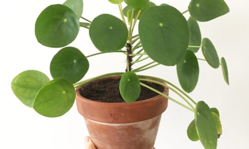 NJ High School Sweethearts Run a Charming Shop in Toms River – New Jersey Monthly Magazin