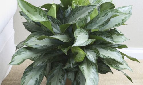 Experts say 5 gardening habits attract Japanese knotwee